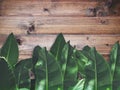 Green leaves over wood background. Royalty Free Stock Photo