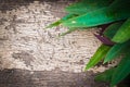 Green Leaves over Wood background Royalty Free Stock Photo