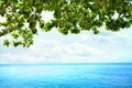 Green leaves from overhanging tree over blue ocean horizon Royalty Free Stock Photo