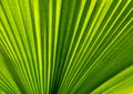 green leaves palm Royalty Free Stock Photo