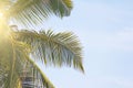 Green Leaves of a palm tree, blue sky and the sun. Exotic Tropical background. Palms in India, Goa Royalty Free Stock Photo