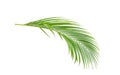 Green leaves of palm tree