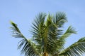 Leaves palm tree. Greenery. Blue sky
