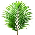 Green leaves of palm tree howea isolated on a white background Royalty Free Stock Photo