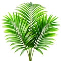 Green leaves of palm tree howea isolated on a white background Royalty Free Stock Photo