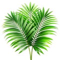 Green leaves of palm tree howea isolated on a white background Royalty Free Stock Photo