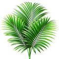 Green leaves of palm tree howea isolated on a white background Royalty Free Stock Photo