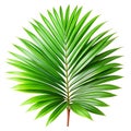 Green leaves of palm tree howea isolated on a white background Royalty Free Stock Photo