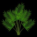 Green leaves of palm tree isolated on a black background.