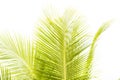 Green leaves of palm tree isolated on white background