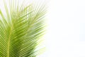 Green leaves of palm tree isolated on white background