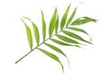 Green leaves of palm tree isolated on white background Royalty Free Stock Photo