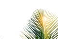 Green leaves of palm tree isolated on white background Royalty Free Stock Photo