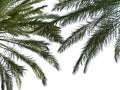 Green leaves of palm tree isolated on white background Royalty Free Stock Photo