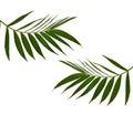 Green leaves of palm tree on white background Royalty Free Stock Photo