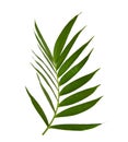 Green leaves of palm tree on white background Royalty Free Stock Photo