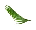 Green leaves of palm tree on white background Royalty Free Stock Photo