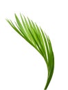 Green leaves of palm tree on white background Royalty Free Stock Photo