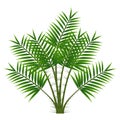 Green leaves of palm tree isolated on white background.