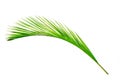 Green leaves of palm tree isolated on white background. Royalty Free Stock Photo