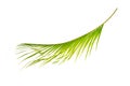 Green leaves of palm tree isolated on white background. Royalty Free Stock Photo