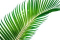 Green leaves of palm tree isolated on white background.