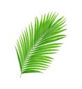 Green leaves of palm tree isolated on white background