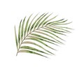 Green leaves of palm tree isolated on white background