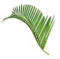 Green leaves of palm tree isolated on white background. Hang, delicate. Royalty Free Stock Photo