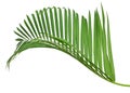 Green leaves of palm tree isolated on white background. Hang, delicate. Royalty Free Stock Photo