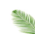 Green leaves of palm tree isolated on white background Royalty Free Stock Photo
