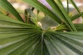 Green leaves of a palm tree spiral with a white middle in the center. Close-up of fragments.