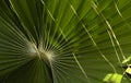 Green leaves of a palm tree spiral with a white middle