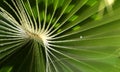 Green leaves of a palm tree spiral with a white middle