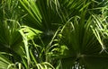 Green leaves of a palm tree spiral with a white middle