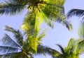 Green leaves of palm trees and coconuts grow bottom view against