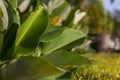 Calathea lutea (Cuban Cigar or Pampano).