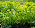 Green leaves of parsley on the beds
