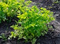 Green leaves of parsley on the beds