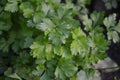 Green leaves. Parsley. Petroselinum crispum, biennial herb Royalty Free Stock Photo
