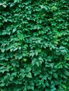 Green leaves parthenocissus vine plant vertical frame, earth day and ecology background