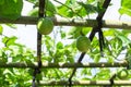 Green leaves and passion fruit brace in farm with sun light Royalty Free Stock Photo