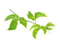 Green Leaves Passion Fruit close up macro shot set isolated on white background. Royalty Free Stock Photo