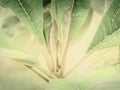 Green leaves pattern background Closeup tropical macro of nature