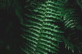 Tropical leaf foliage nature dark green background. Fern leaves nature and plant concept Royalty Free Stock Photo