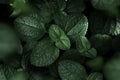 Green leaves pattern background