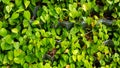 Green leaves pattern for background at garden park. Beauty of Nature, Growth, Plant and Natural wallpaper concept. Royalty Free Stock Photo