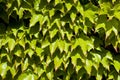 Green leaves pattern background. Natural background Royalty Free Stock Photo