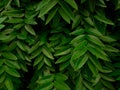 Green leaves pattern background, Natural background and wallpaper Royalty Free Stock Photo