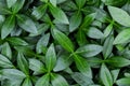 Green leaves pattern background. Nature concept